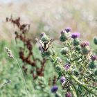 Papilio machaon