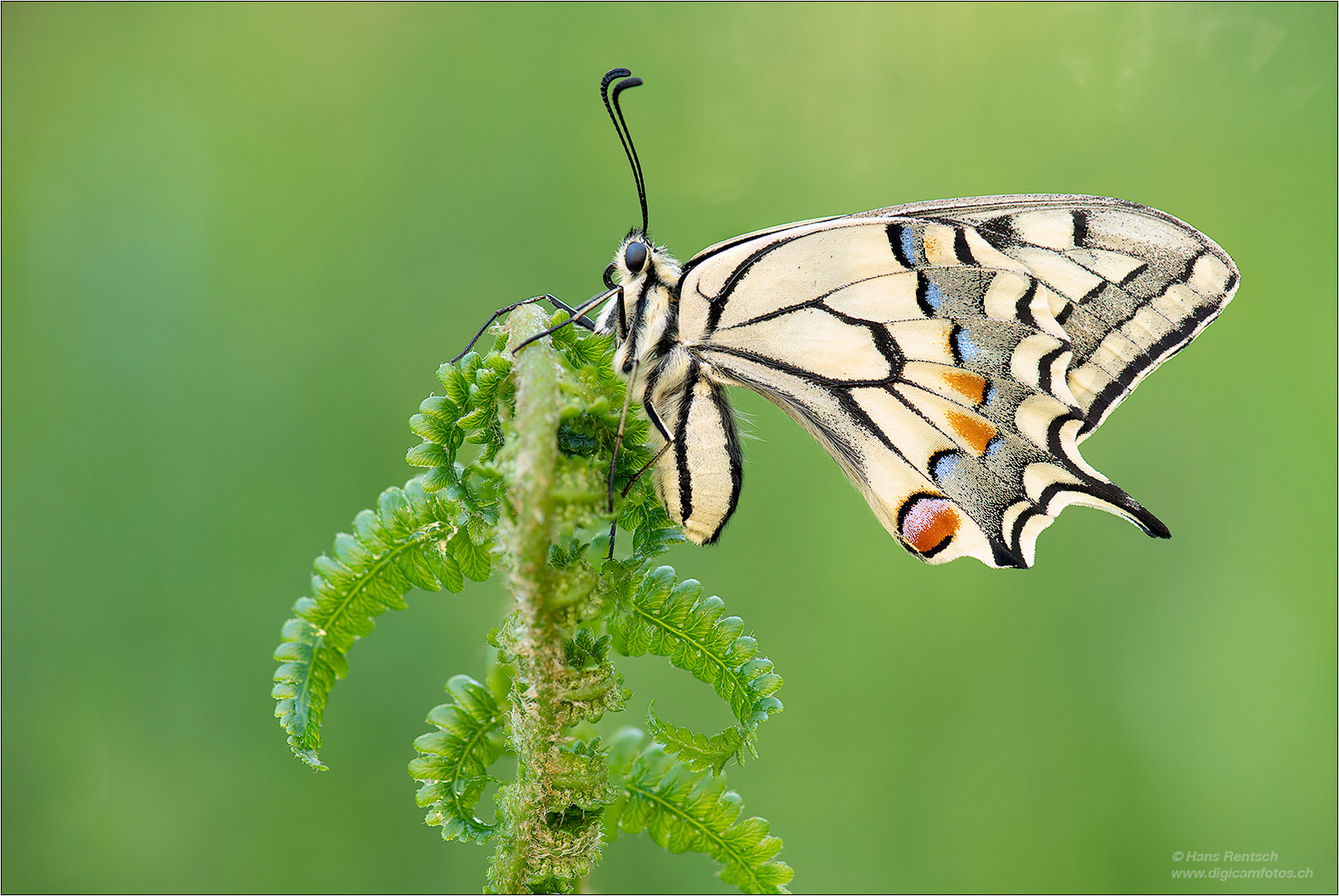 Papilio machaon