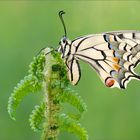 Papilio machaon