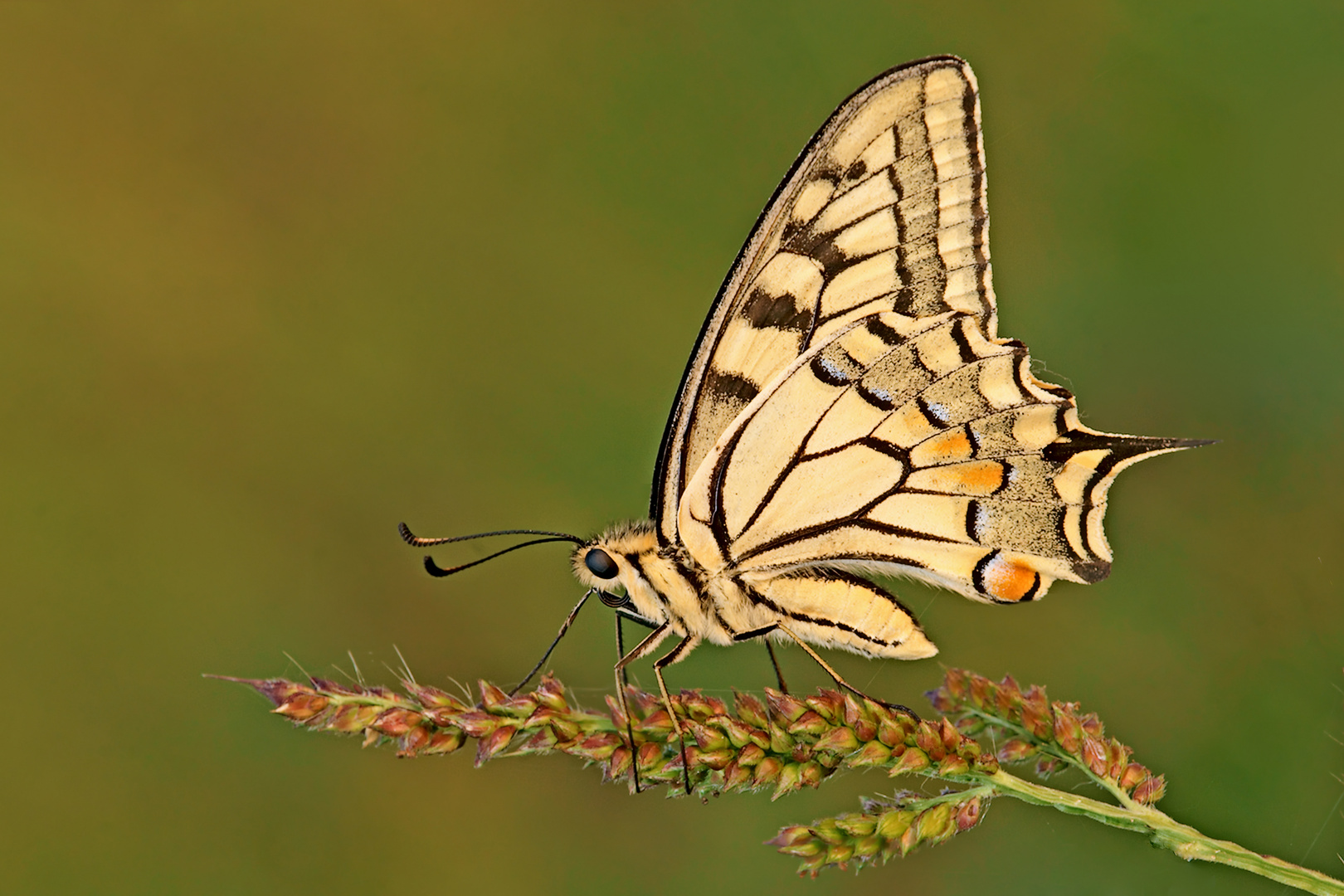 Papilio Machaon