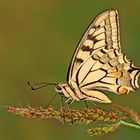 Papilio Machaon