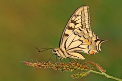 Papilio Machaon