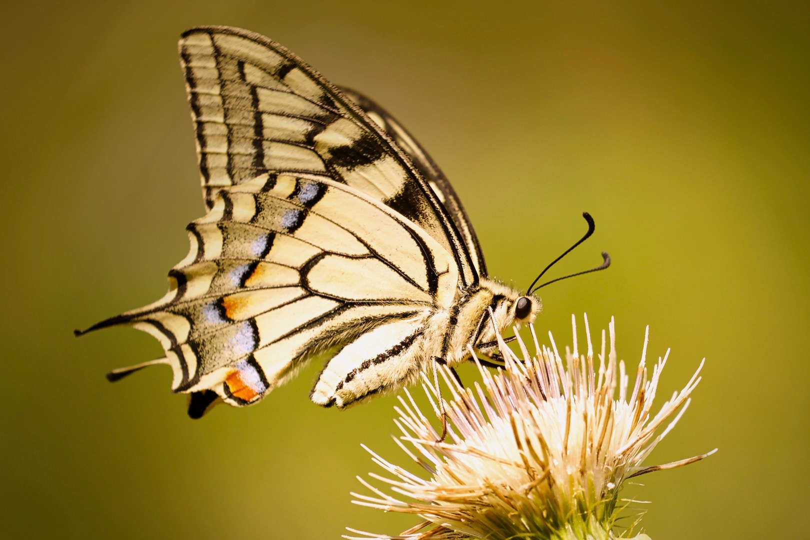 Papilio machaon Foto & Bild tiere, wildlife, schmetterlinge Bilder