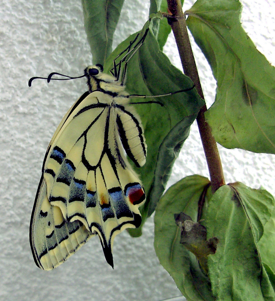 Papilio Machaon die Metamorphose soeben beendet