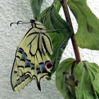 Papilio Machaon die Metamorphose soeben beendet