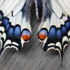 Papilio Machaon