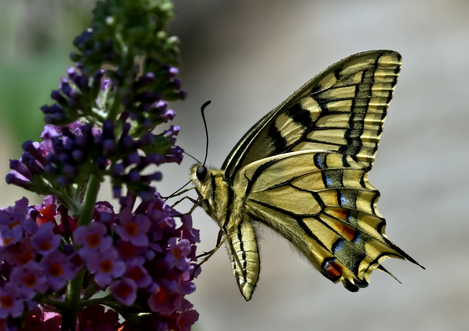 Papilio machaon Foto & Bild tiere, wildlife, schmetterlinge Bilder