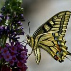 Papilio machaon