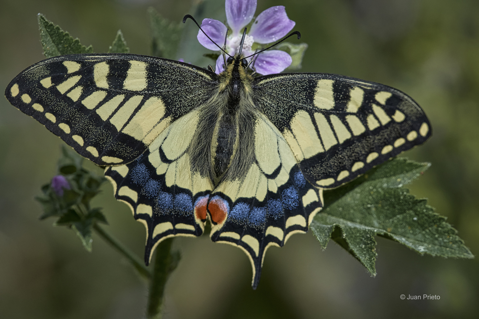 Papilio Machaon