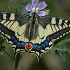 Papilio Machaon