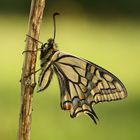 Papilio machaon