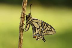 Papilio machaon