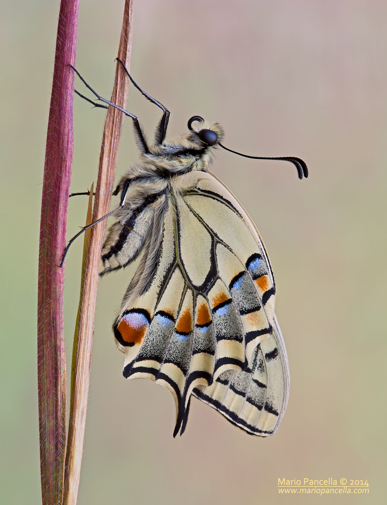 Papilio machaon