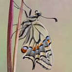 Papilio machaon