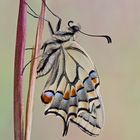 Papilio machaon