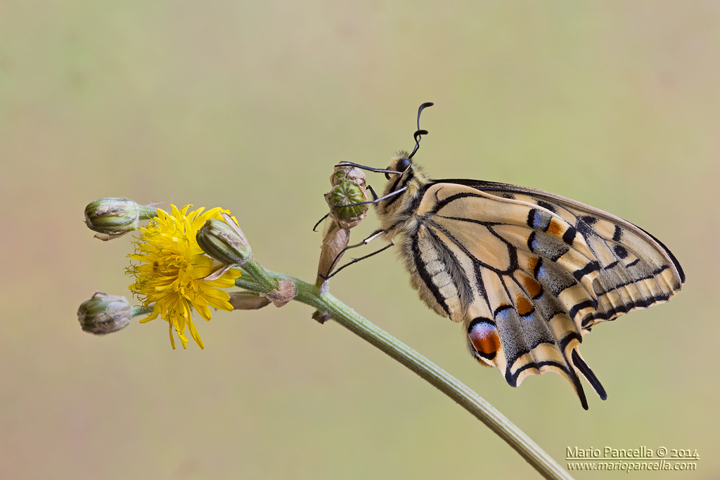 Papilio machaon