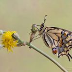 Papilio machaon