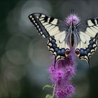 Papilio machaon