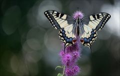 Papilio machaon