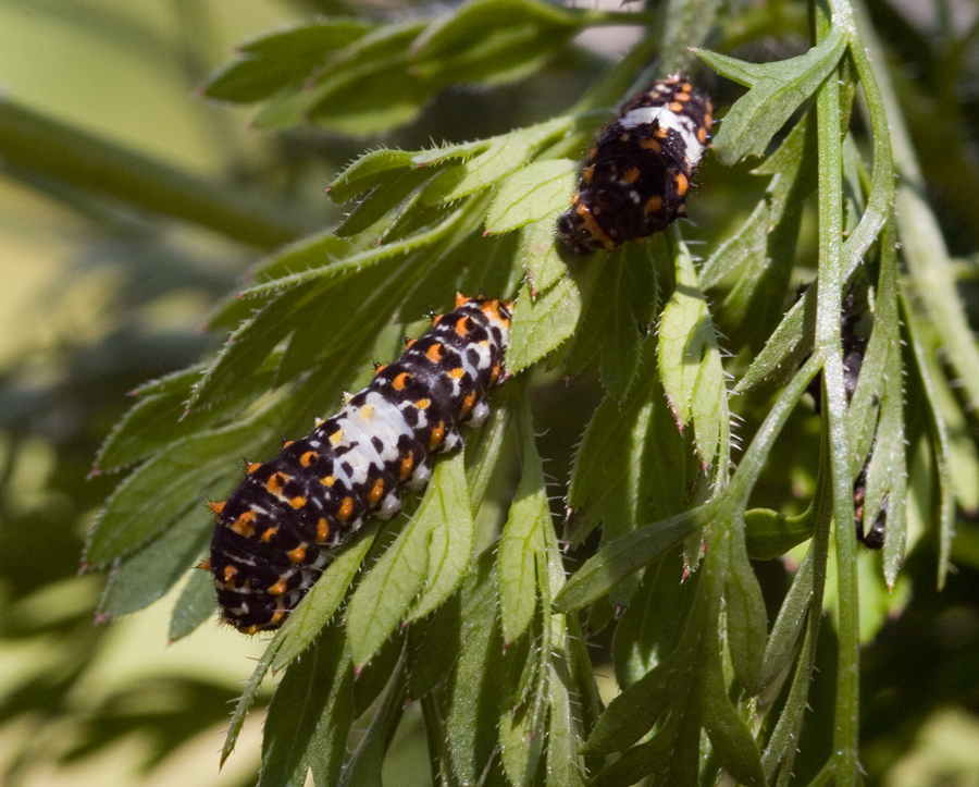 Papilio Machaon