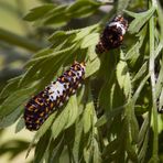 Papilio Machaon