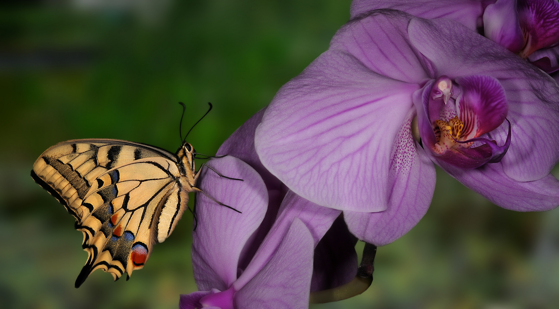 Papilio machaon