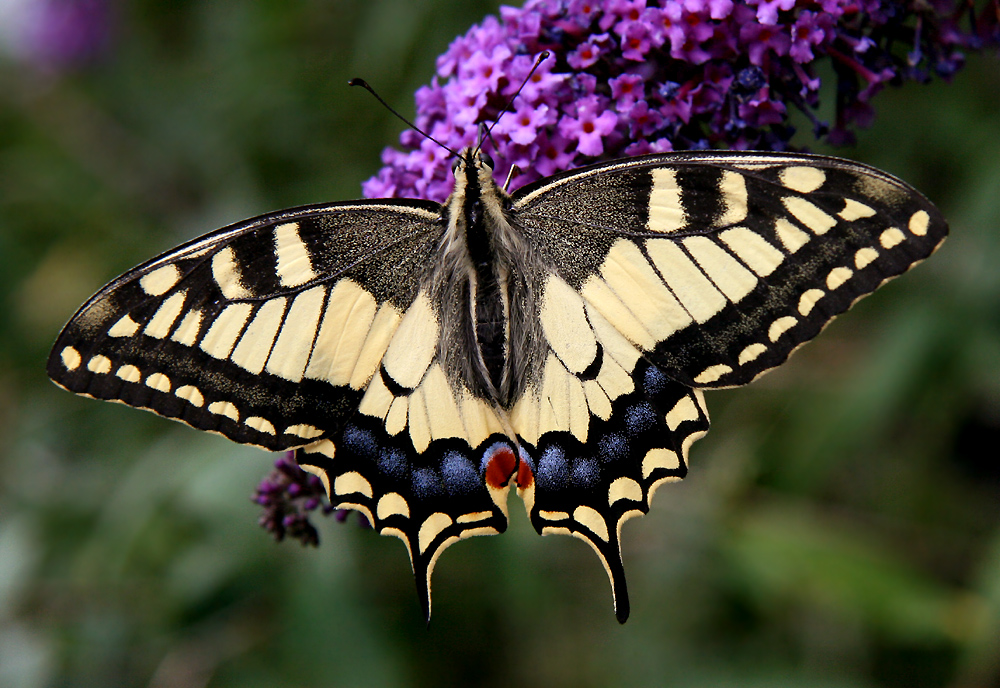 Papilio machaon