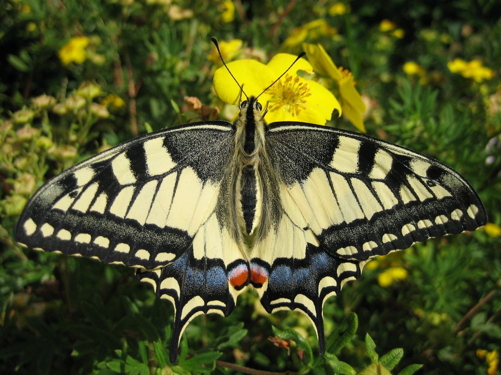 Papilio Machaon