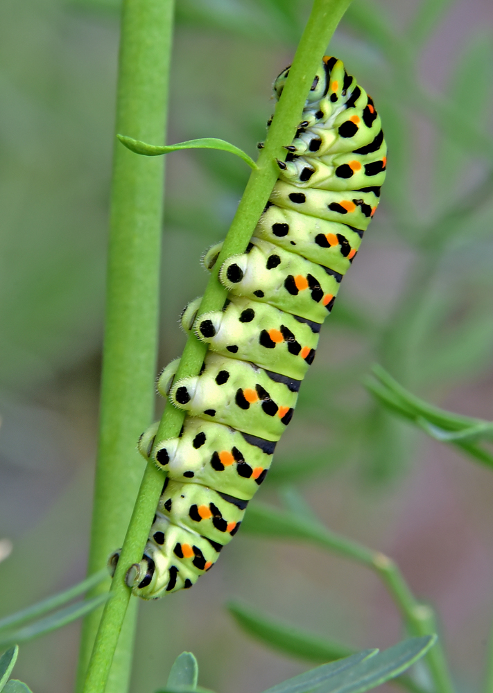 Papilio machaon