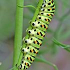 Papilio machaon