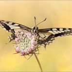 Papilio machaon