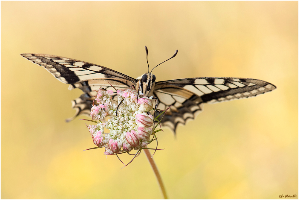 Papilio machaon