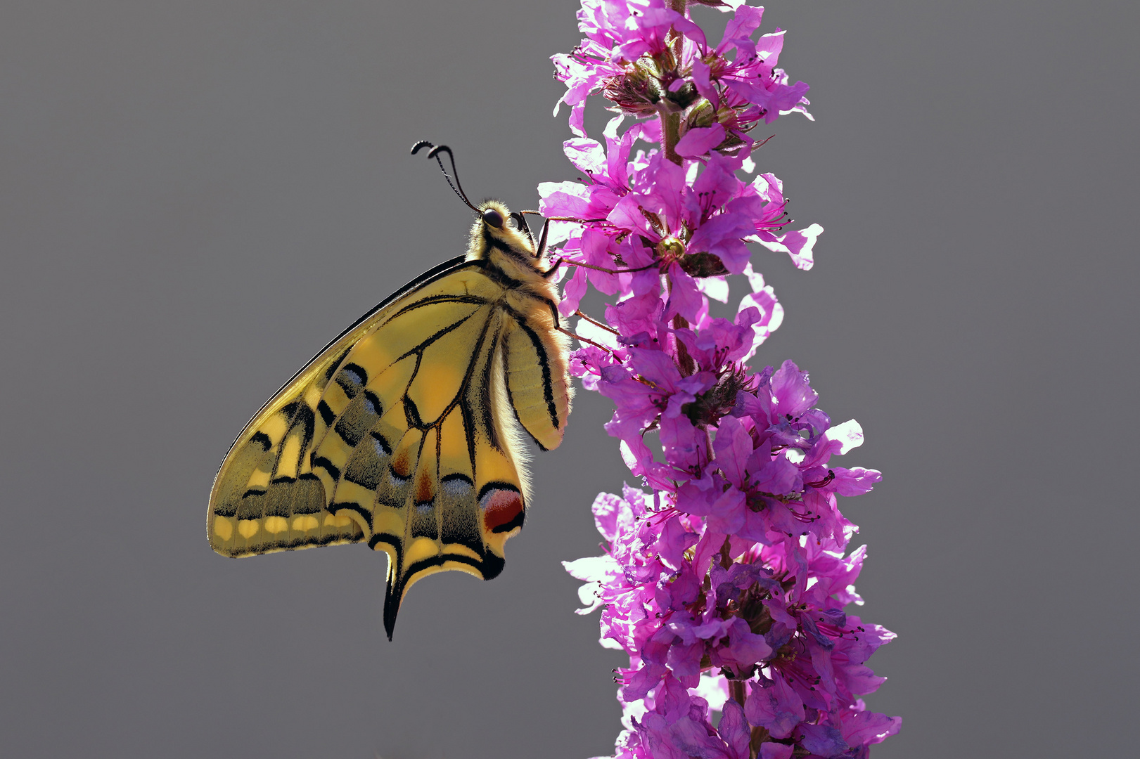 Papilio machaon