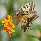 Papilio machaon