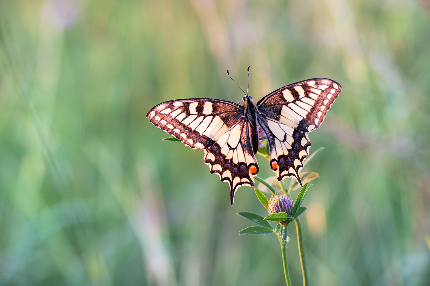 Papilio machaon