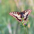 Papilio machaon