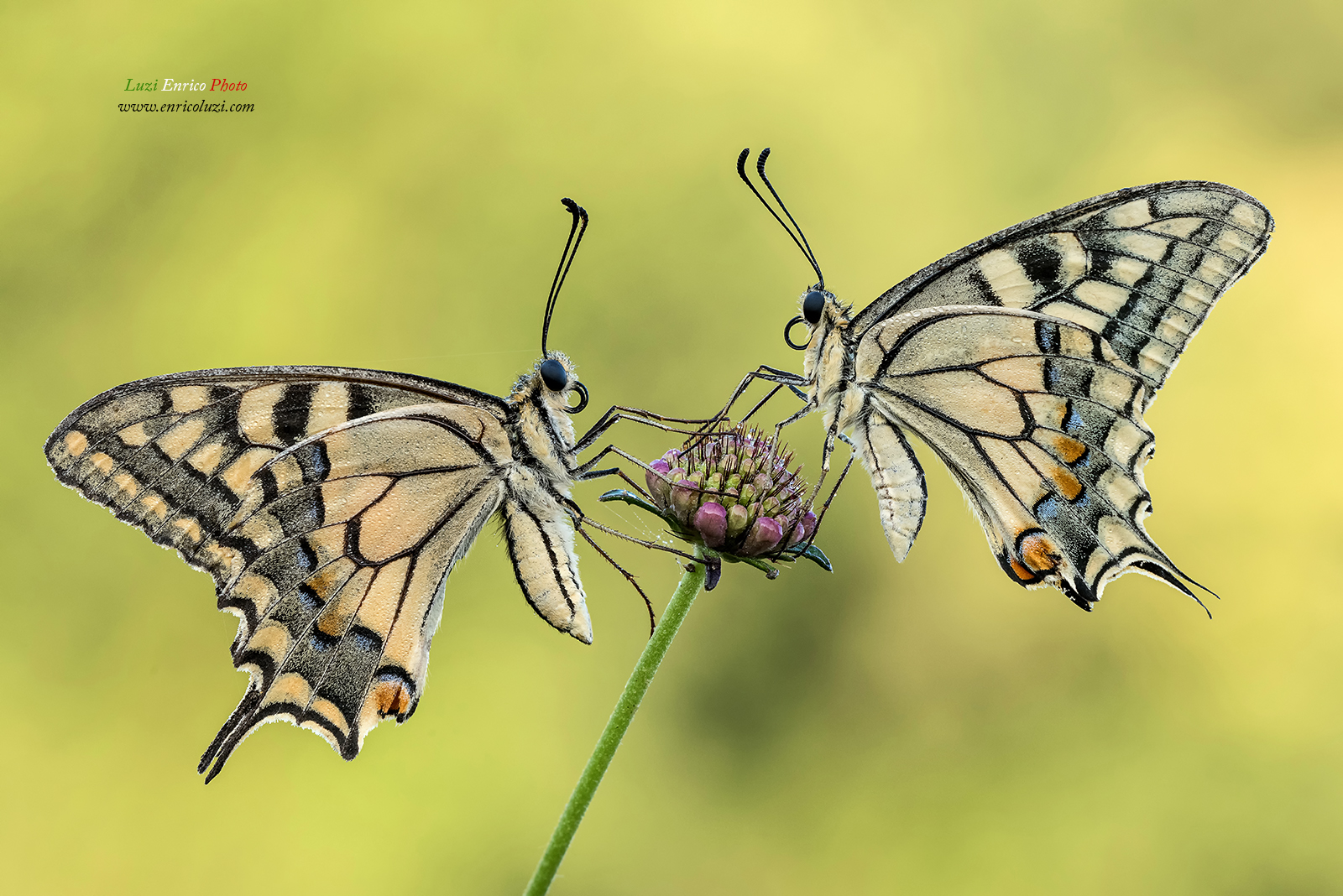 Papilio Machaon