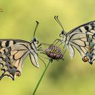 Papilio Machaon