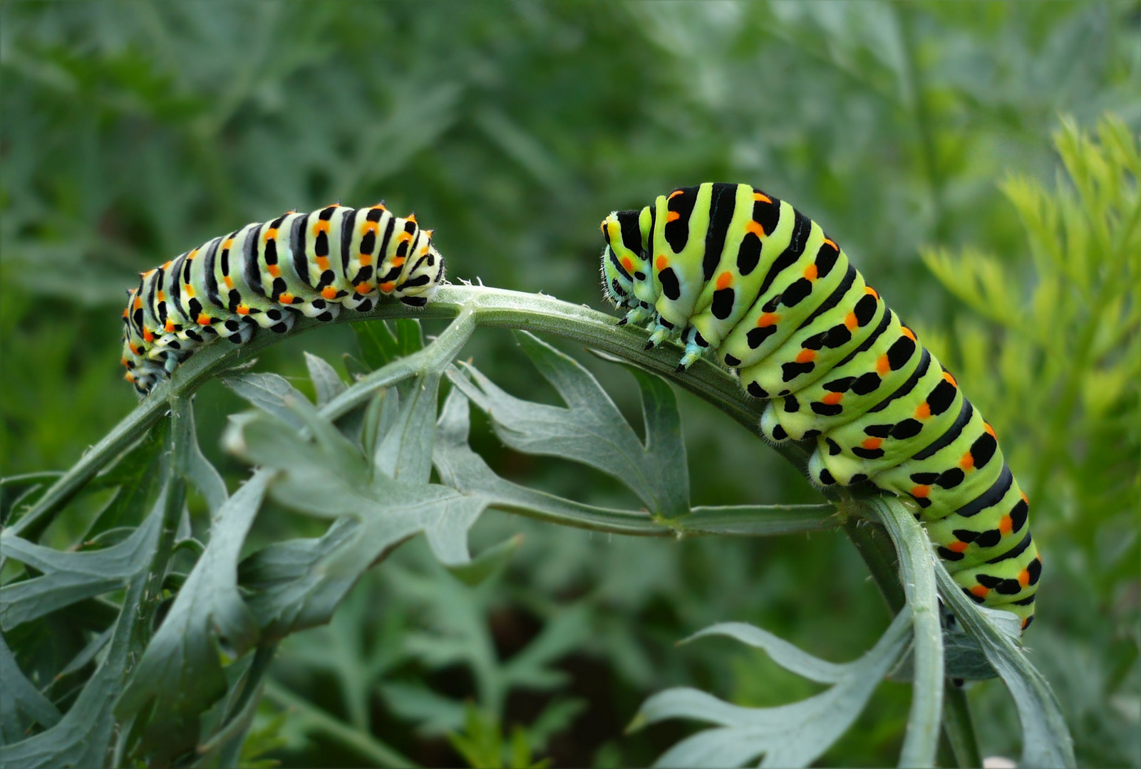 Papilio machaon II