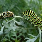 Papilio machaon II