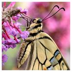 Papilio machaon (II)