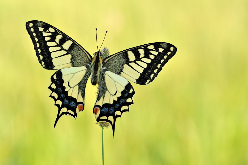 *papilio machaon III*