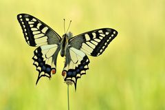 *papilio machaon III*