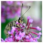 Papilio machaon (III)