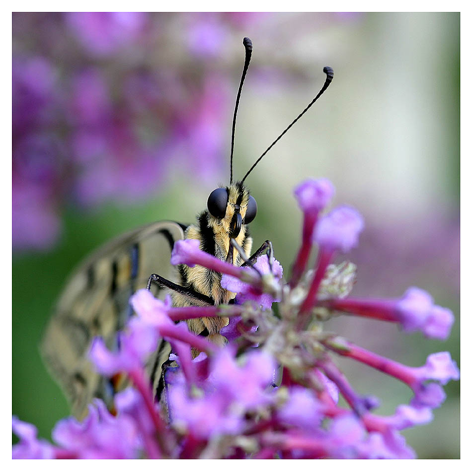 Papilio machaon (III)