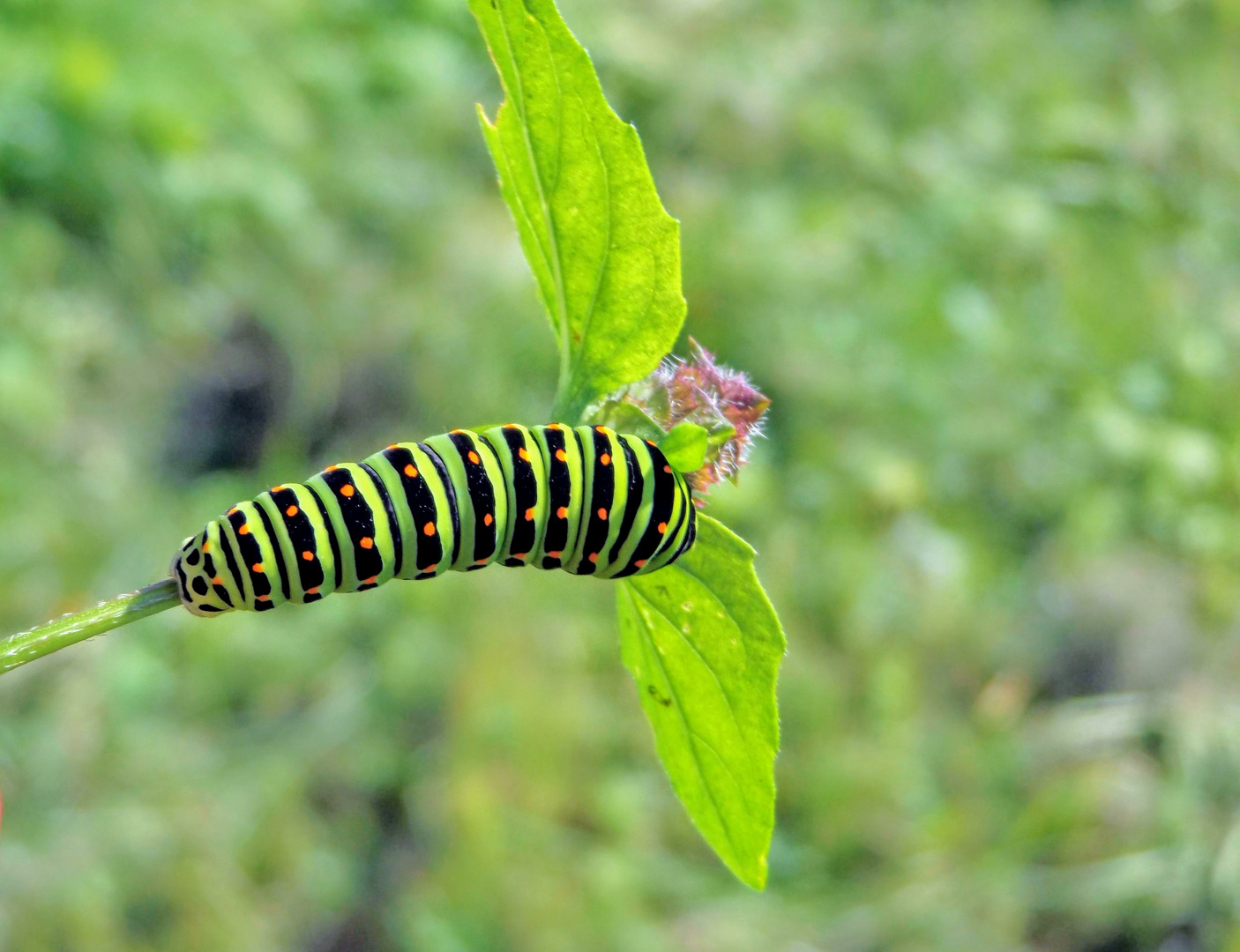 Papilio machaon L. benannt nach Machaon 