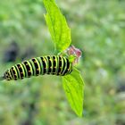 Papilio machaon L. benannt nach Machaon 