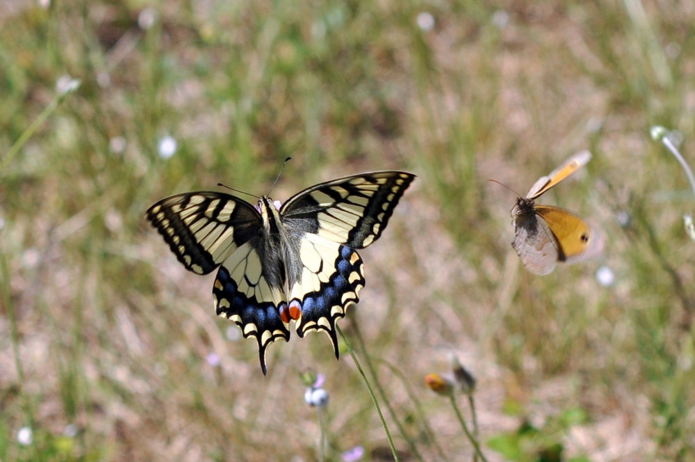 Papilio machaon (le grand porte-queue)