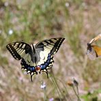 Papilio machaon (le grand porte-queue)