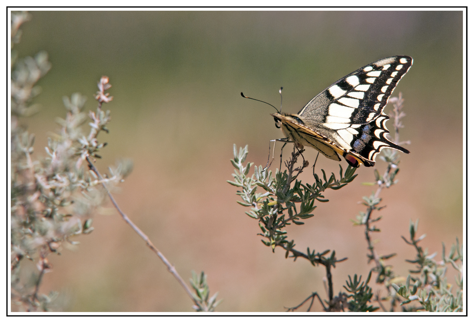 Papilio machaon (Le grand porte-queue)